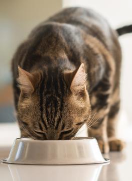 thumbnail of Top Notch Pet Food Brands Keep Your Pets Full and Happy