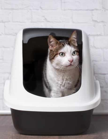 main of Cats Appreciate Having a Clean and Efficient Litter Box