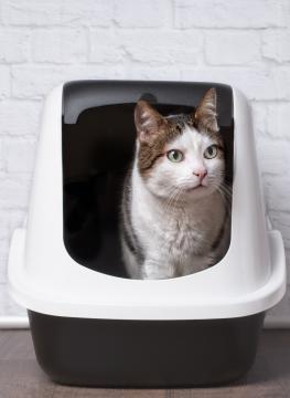 thumbnail of Cats Appreciate Having a Clean and Efficient Litter Box